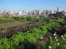 The Ecology of Urban Regeneration