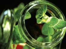 Plants growing in a bottle