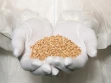 Genetically modified grain