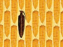A corn shaped grenade amongst ears of corn.