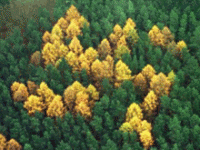 German forest swastika